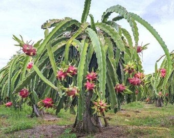 May include: A dragon fruit plant with many green stems and pink dragon fruit growing on the stems. The plant is growing in a field with other dragon fruit plants.