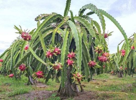 Dragon Fruit Cactus - Hylocereus Udatus - Rare 'cactus Plant' Seeds -  Pitahaya, Pink-green, Strawberry Pear, Night Blooming Cactus - Etsy Finland
