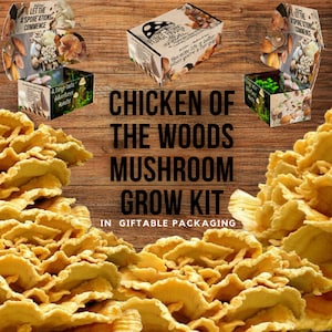 May include: A mushroom grow kit in a gift box with a woodgrain background. The box is decorated with images of mushrooms and the text "Let the A'Spore-ations Commence". The text "Chicken of the Woods Mushroom Grow Kit" is written in large letters on the image.
