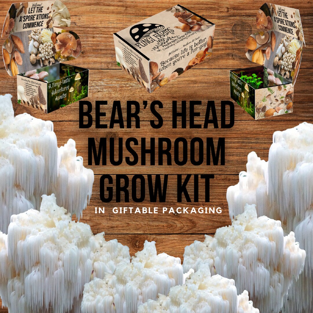 Bear's Head Mushroom Growing Kit Hericium Americanum DIY Spawn Spore