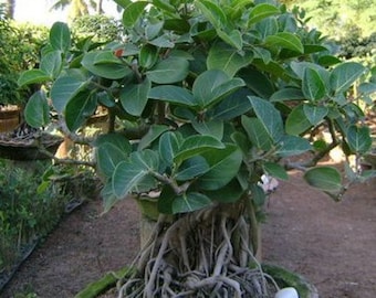 Banyan Feigen Bonsai Baum - Ficus benghalensis - Seltene 'Bonsai Baum'  Samen - Indischer Banyan, Wei-Grn, Heilige Feige, Wrgefeige Bonsai -  Etsy.de
