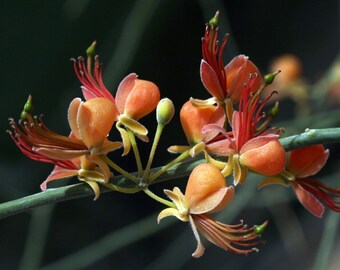 Kale kappertje - Capparis decidua - zeldzame plantenzaden - wilde kappertje, rood-oranje, woestijnkappertje, struikkappertje, drooglandkappertje, wilde kappertje, caparid
