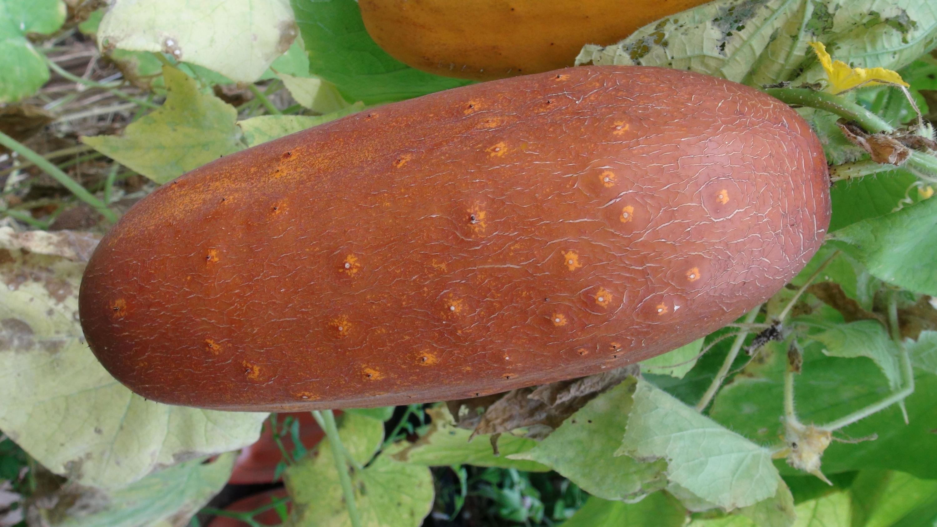 WhimsyWonderSeeds - Etsy 日本