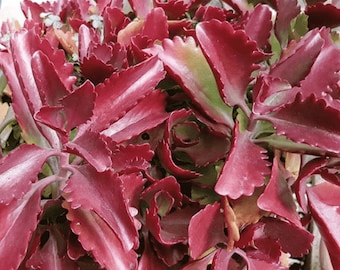 カランコエ ピンクバタフライ 多肉植物 盆栽 鉢植え 種子 50個入り