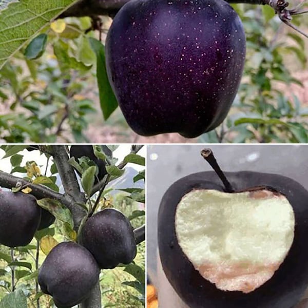 Black Diamond Apple - Malus domestica 'Black Diamond' - Rare 'Fruit' Seeds - Black Diamond, Purple-Black, Red Flesh Apple, Horned Violet