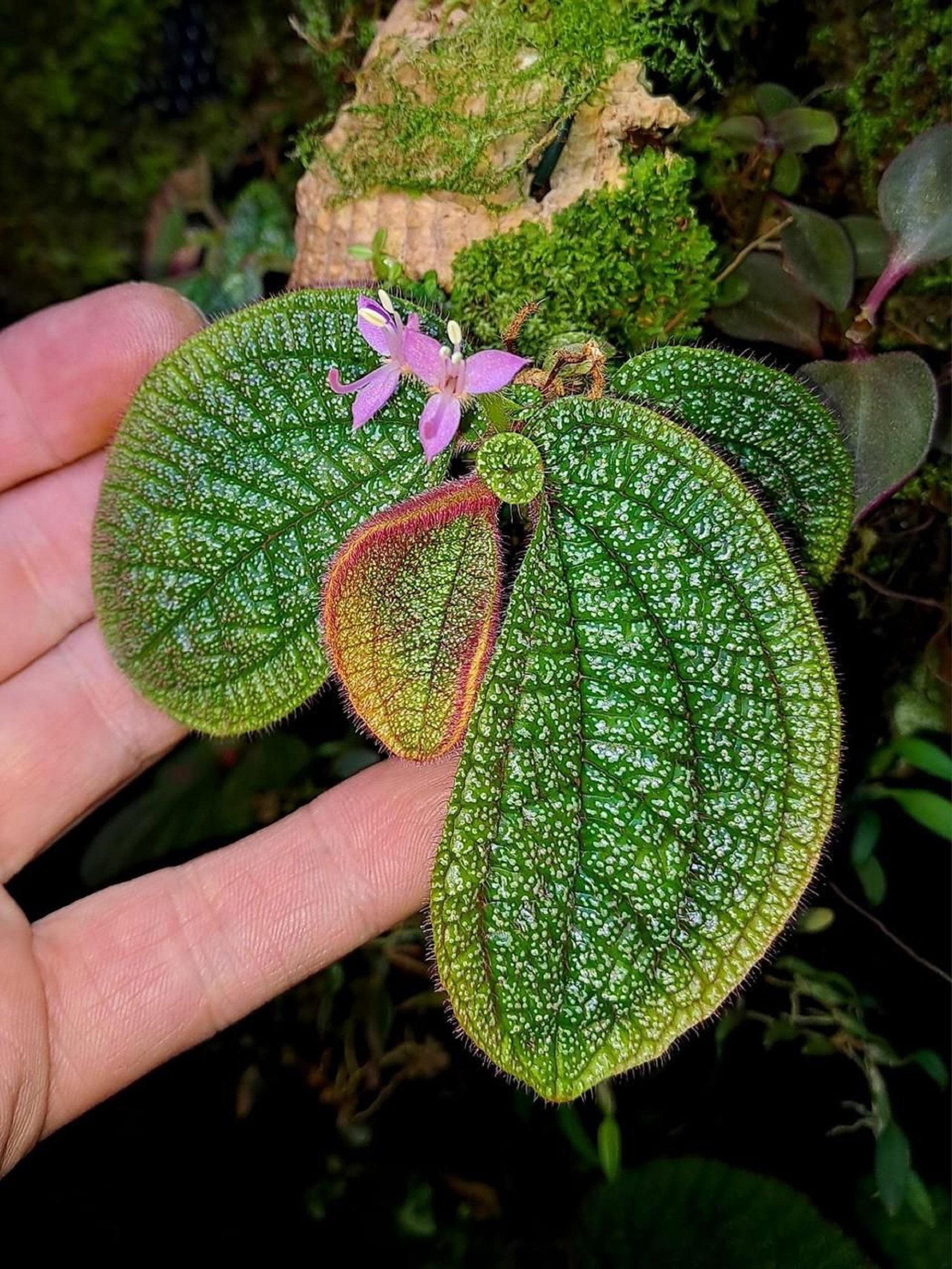 Sonerila - Etsy 日本