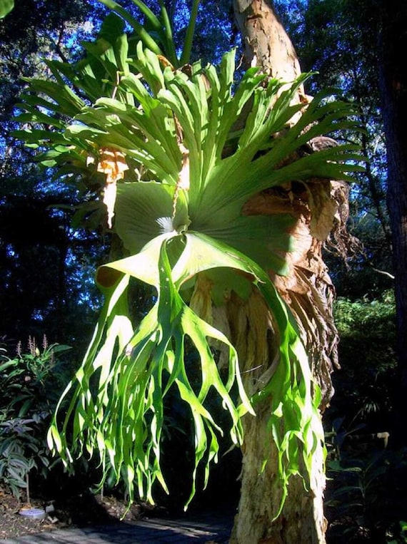Riesige australische Staghorn-Farn-Sporen - Platycerium superbum - Seltene  'Pflanzen'-Samen - Elch-Horn-Farn, Staghorn-Farn, australischer Elch-Horn- Farn - Etsy sterreich