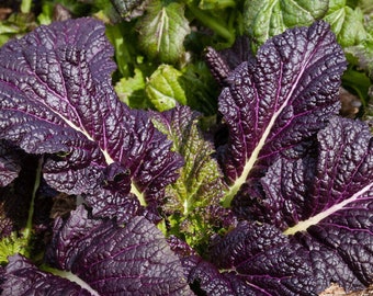 Mostaza roja gigante japonesa - Brassica juncea - Vegetal ancestral poco común