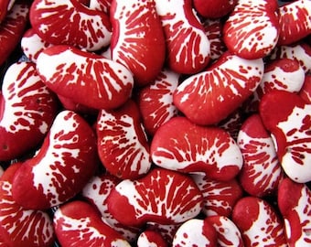 Habas navideñas - Phaseolus lunatus - Verduras tradicionales raras