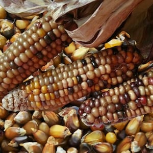 Farmyard Chocolate Corn - Zea mays - Rare Heirloom Vegetables
