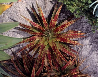 Hechtia Bromeliad / False Agave - Hechtia stenopetala - Rare 'Bromeliad' Seeds - Miniature Pineapple, Red-Green, Bromeliad, Faux Agave Plant