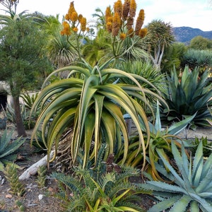 Dune Aloe - Aloe thraskii - Rare &#39;Succulent&#39; Seeds - Dwarf Aloe, Green-Yellow, Sand Aloe, Aloe X Blue Elf, Coastal Aloe, Sandhill Aloe