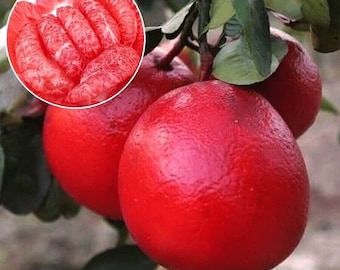 Puede incluir: Primer plano de tres pomelos rojos colgando de una rama de árbol. Los pomelos son redondos y tienen una piel lisa y brillante. Los pomelos están rodeados de hojas verdes.