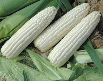 Maíz dulce blanco - Zea mays - Vegetal ancestral poco común