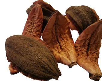 Vainas de estrella - Árbol de pau-terra boliviano - Alimento para escarabajos joya - Vainas para el hábitat de isópodos - Acuario