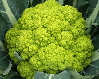 Coliflor verde macerada - Brassica oleracea - Verdura tradicional rara