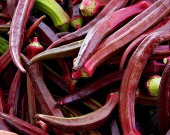 Burgandy Okra - Abelmoschus esculentus - Rare Heirloom Vegetable