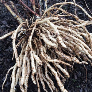 Skirret - Sium sisarum - Vegetal de herencia rara