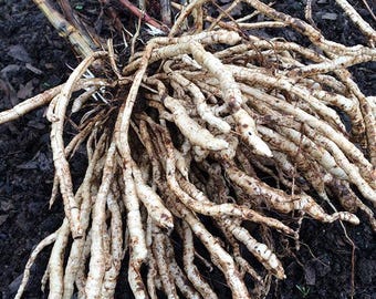 Skirret - Sium sisarum - Rare Heirloom Vegetable