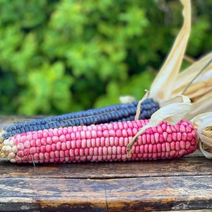 Hopi Pink Corn - Zea mays - Rare Heirloom Vegetable