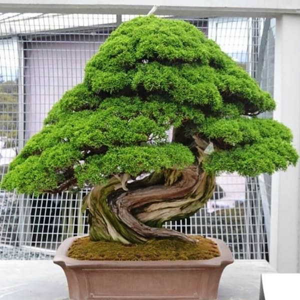 Cèdre du Japon Bonsai Tree - Cryptomeria japonica - Graines d'arbre rares 'Bonsai' - Sugi, Cèdre japonais, Vert-jaune, Cryptomeria japonais