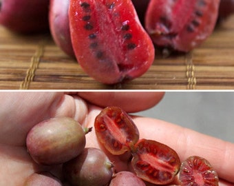 Dwarf Red Kiwi Fruit - Actinidia arguta - Rare 'Fruit' Seeds - Miniature Kiwi, Red-Green, Baby Kiwi, Red Kiwi Berry, Pocket-Sized Red Kiwi