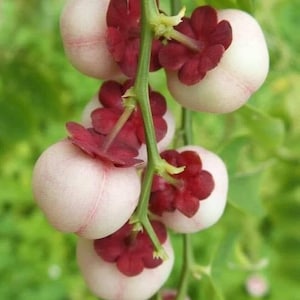 May include: A cluster of pink and white fruits with red flower-like structures hanging from a green vine. The fruits are round and smooth, with a delicate pink hue. The red structures resemble flowers with multiple petals.