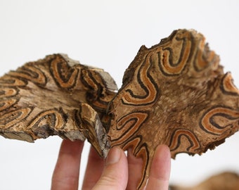 Ivy Bark - Decoração de terrário doméstico, biotério e paludário - Aquascape divertido - Padrão marrom claro e marrom escuro - Taninos de terrário