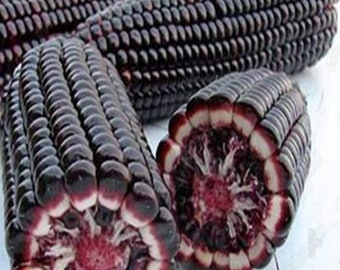 Maíz negro japonés - Zea mays - Vegetal ancestral poco común