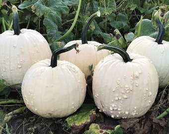 Calabaza Espectro Blanco - Cucurbita sp. - Vegetal ancestral poco común