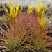 see more listings in the Air Plant Seeds  section