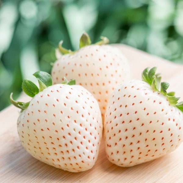 Fresa joya blanca japonesa - Fragaria sp. - Semillas raras de 'Fruit' - White Soul Straberry, White-Green, Pineapple Crush White Straberry