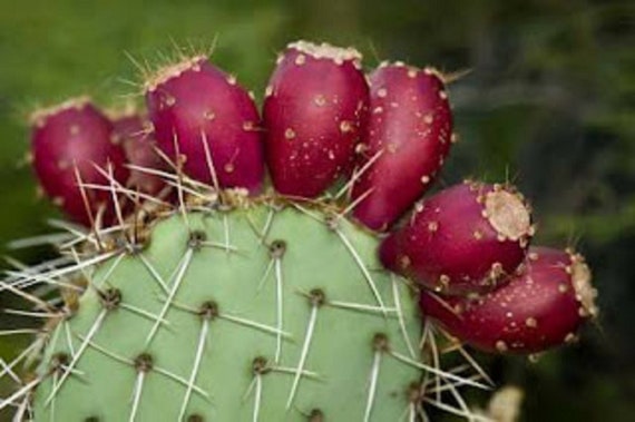 Prickly Pear Cactus Fruit "santa Rita" - Opuntia Santarita - Rare Cactus  Species - Etsy Finland