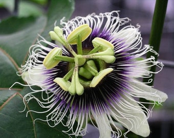 Passionsfrucht Blume - Passiflora Edulis F. Flavicarpa - Seltene 'Frucht' Samen - Passionsblume, Maypop, Granadilla, Weiß-Purpur, Maracuja