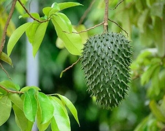 Peut inclure: Un fruit de corossol vert à la peau épineuse suspendu à une branche d'un arbre aux feuilles vertes.