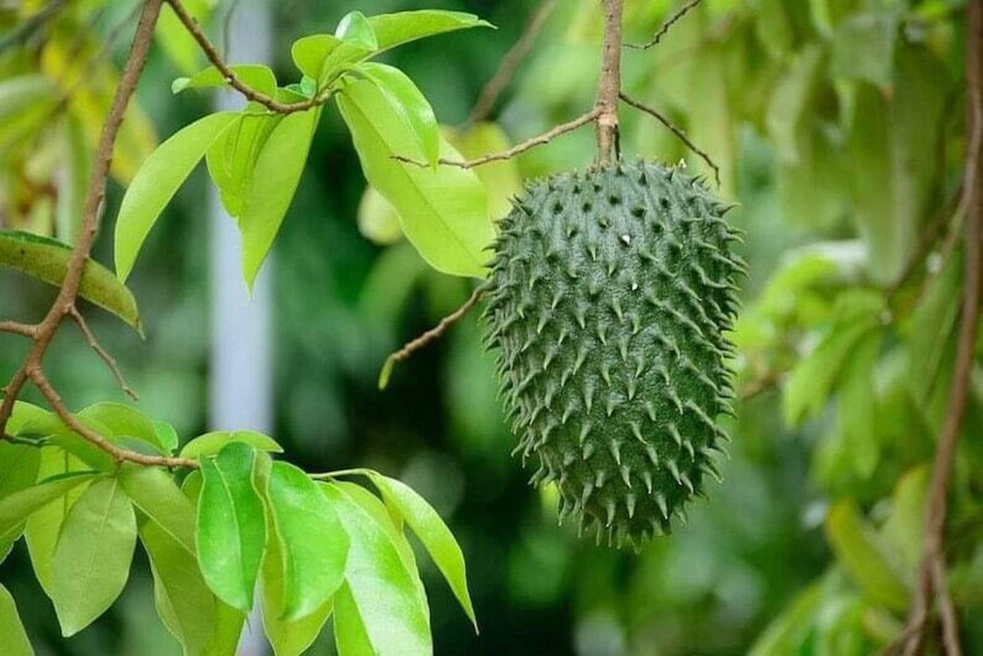ゴールデンサワーソップ苗(Annona muricata) ゴールデンサワーソップ苗(Annona muricata) フルーツ・果実