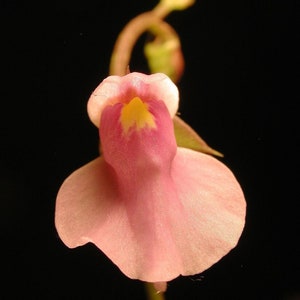 The common name for this is Utricularia calycifida (Peach Flowered Bladderwort). Other Common names for this Rare Carnivorous Species are: Peach Flowered Bladderwort: Yellow Bladderwort, Humped Bladderwort. We only sell rare seeds of rare plants.