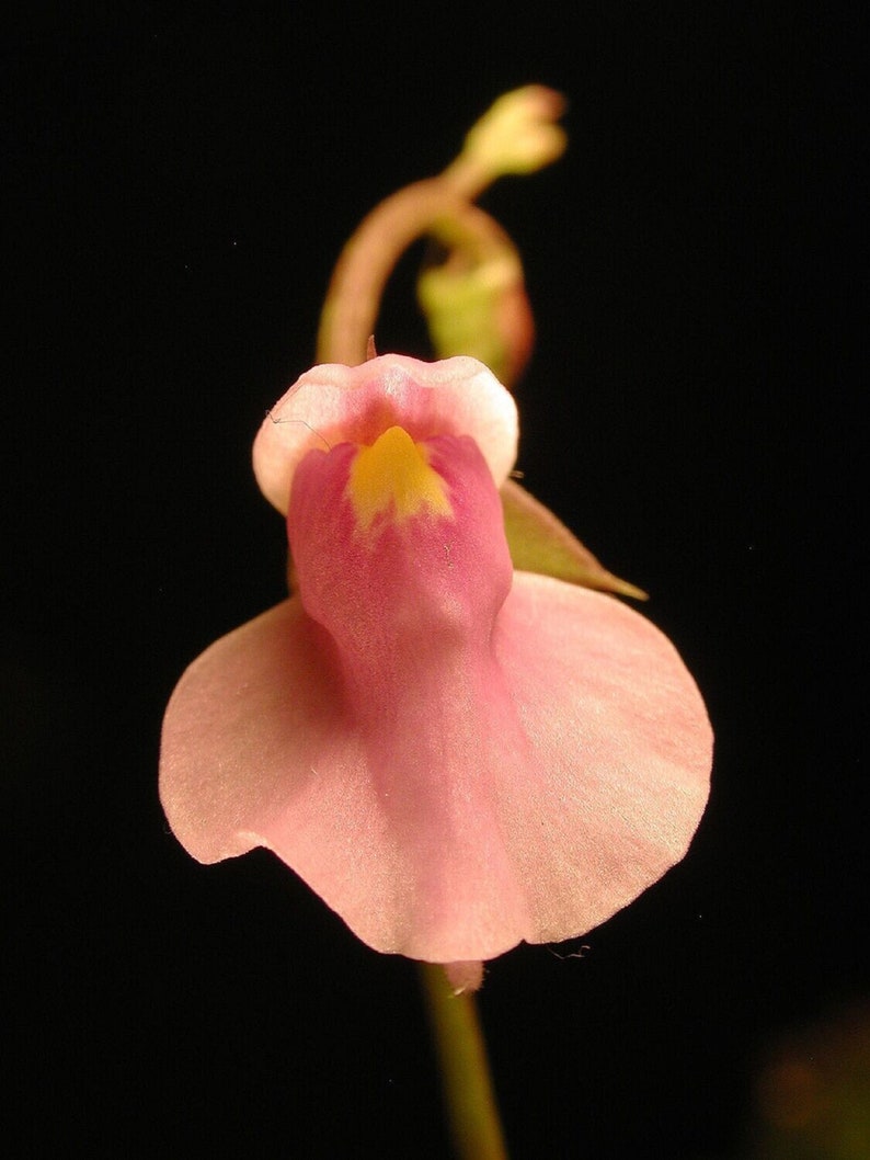 The common name for this is Utricularia calycifida (Peach Flowered Bladderwort). Other Common names for this Rare Carnivorous Species are: Peach Flowered Bladderwort: Yellow Bladderwort, Humped Bladderwort. We only sell rare seeds of rare plants.