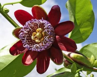 Flor de fruta de la pasión de tallo alado - Passiflora Alata - Semillas raras de 'fruta' - Flor de la pasión alada, Fruta de la pasión perfumada, Granadilla fragante