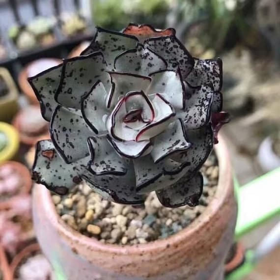 Savior Echeveria 'nova Cluster' - Echeveria Strictiflora 'nova