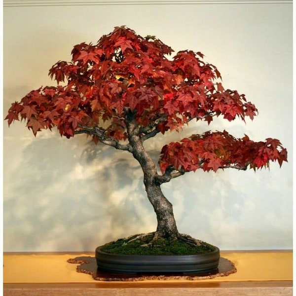 Sweet Gum Bonsai Tree - Liquidamber styraciflua - Zeldzame 'Bonsai Tree' Seeds - Liquidambar, American Sweet Gum, Star Leaved Gum, Red Gum