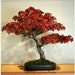 see more listings in the Bonsai Tree Seeds section