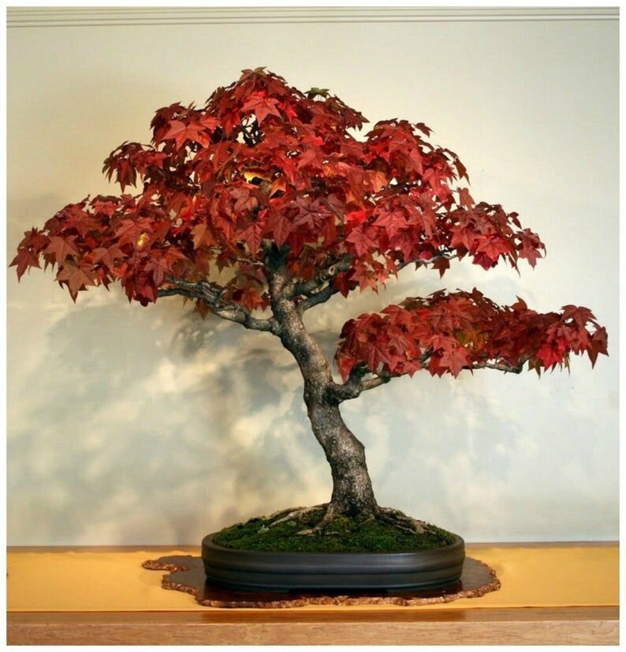 Gummi-Bonsaibaum - Liquidamber styrciflua - Seltene 'Bonsai-Baum'-Samen -  Liquidambar, amerikanischer Sweet Gum, Star Leaved Gum, Red Gum - Etsy  Schweiz