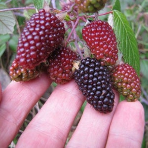 Mora de Castilla or Andean Raspberry - Rubus glaucus - Rare &#39;Fruit&#39; Seeds - Mora Andina, Red-Purple, Andean Blackberry, Rubus glaucus