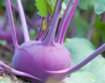 紫色のコールラビ - Brassica oleracea L. var. gongylodes L. - 珍しい家宝の野菜