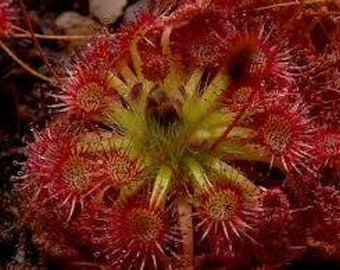 Pygmy Sundew - Drosera nitidula - Rare 'Carnivorous' Seeds - Drosera pygmaea, Red-Yellow, Dwarf Sundew, Drosera scorpioides, Pygmy Drosera