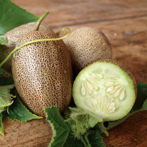 Pepino de patata pequeña - Cucumis sativus - Vegetal de herencia rara