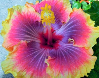 Tropical Hibiscus Hybrid 3 - Hibiscus sp - Rare 'Plant' Seeds - Chinese hibiscus, Purple-Yellow, rose of China, shoe flower, Malvaceae