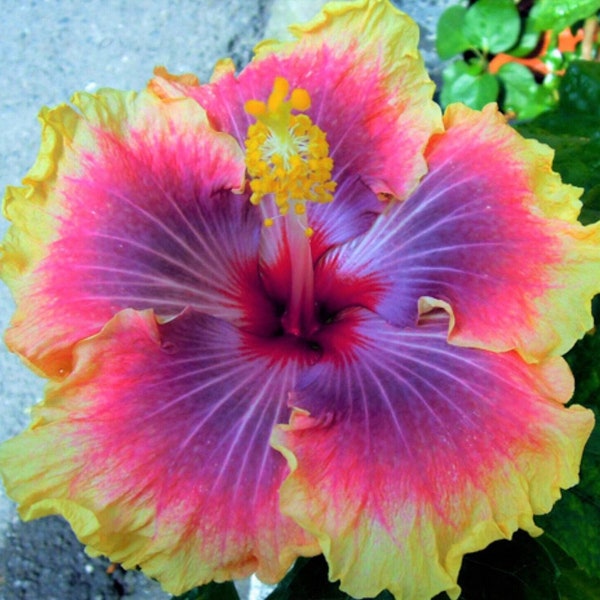 Tropical Hibiscus Hybrid 3 - Hibiscus sp - Seltene 'Pflanzen' Samen - Chinesischer Hibiskus, Lila-Gelb, Chinarose, Schuhblume, Malvaceae