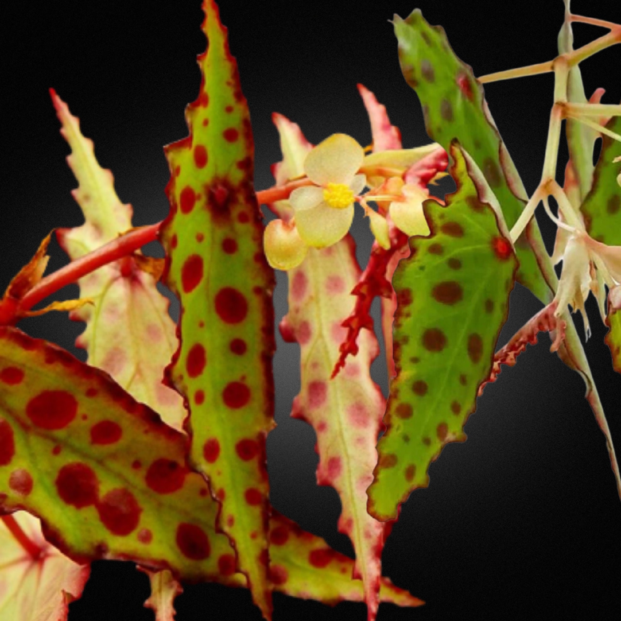 Begonia amphioxus - Etsy 日本